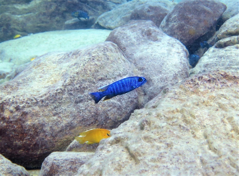 Sciaenochromis fryeri 'Likoma Island'